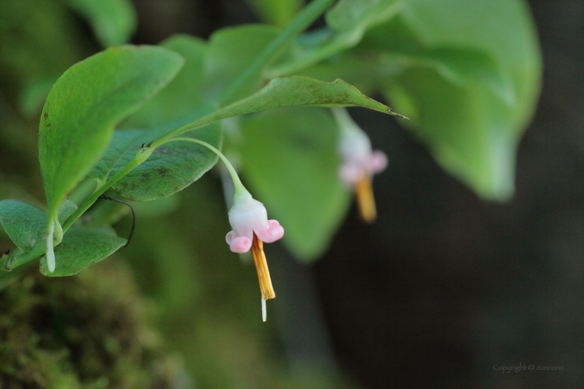 アクシバ花