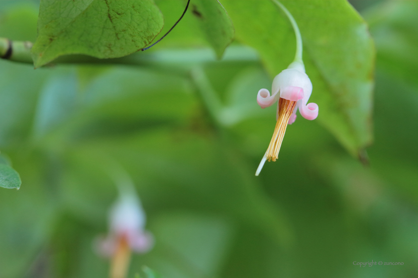 アクシバ花