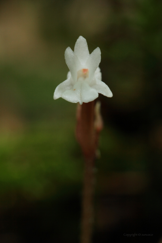 アリドオシラン花