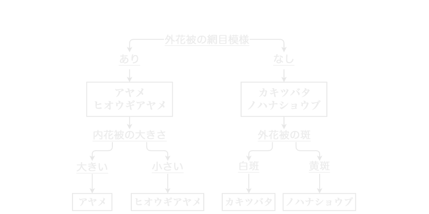 アヤメ属見分け方法