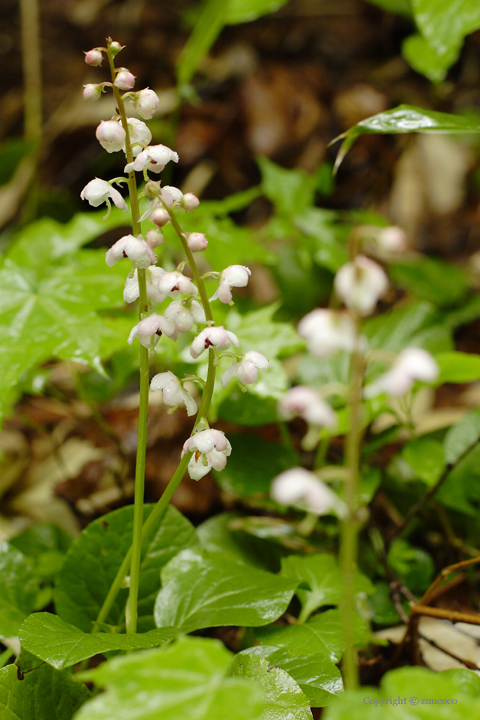 ベニバナイチヤクソウ花茎