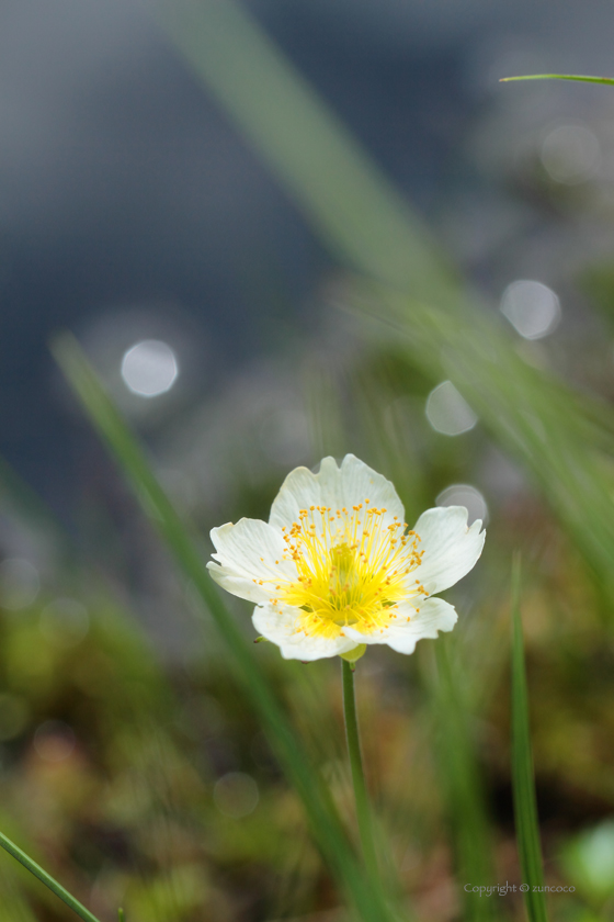 チングルマ２浅裂花弁