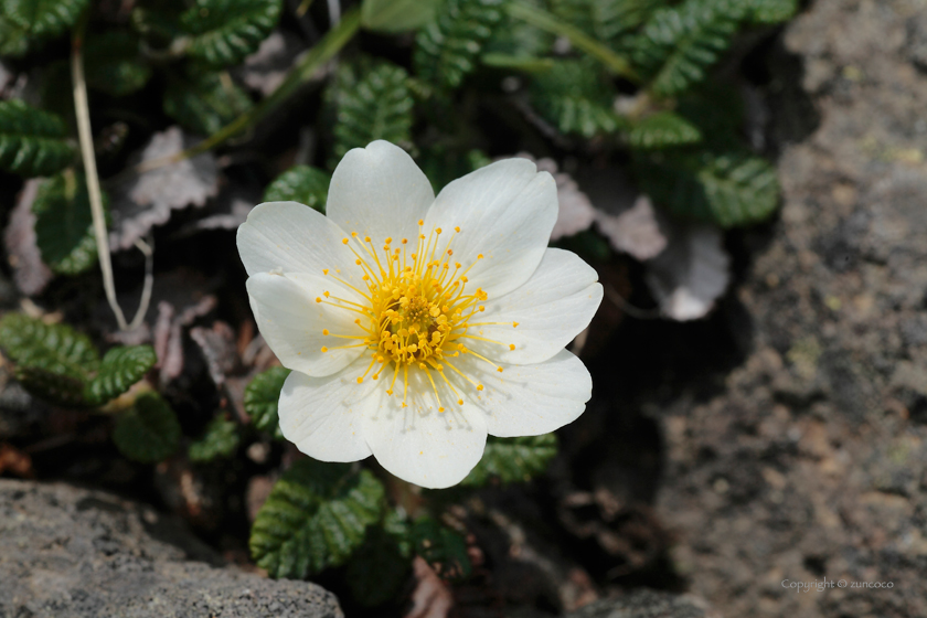 チョウノスケソウ花拡大