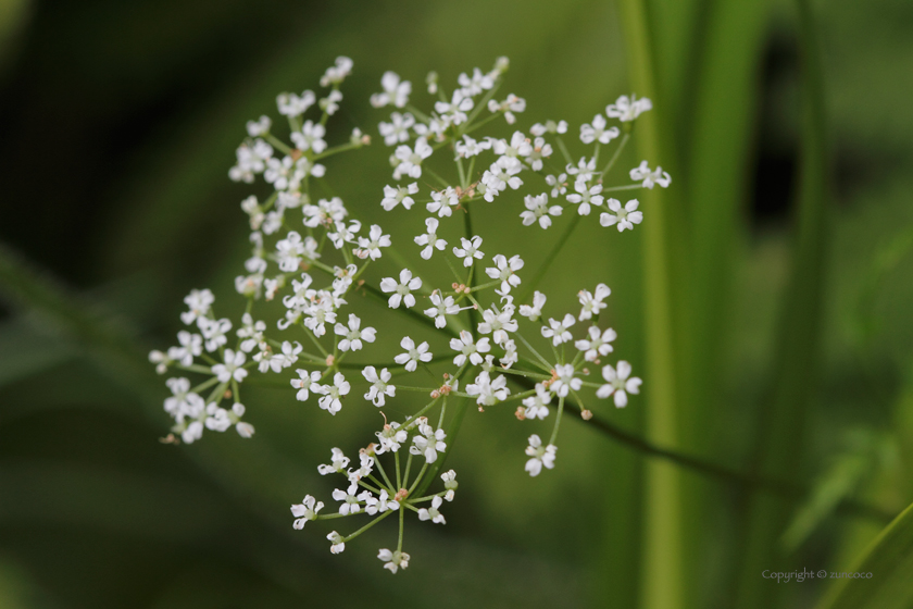 エゾボウフウ花