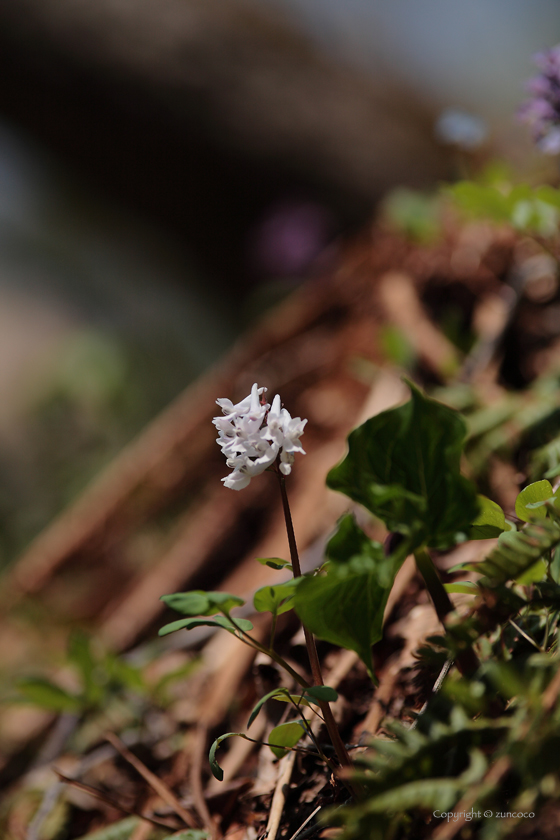 エゾエンゴサク白花