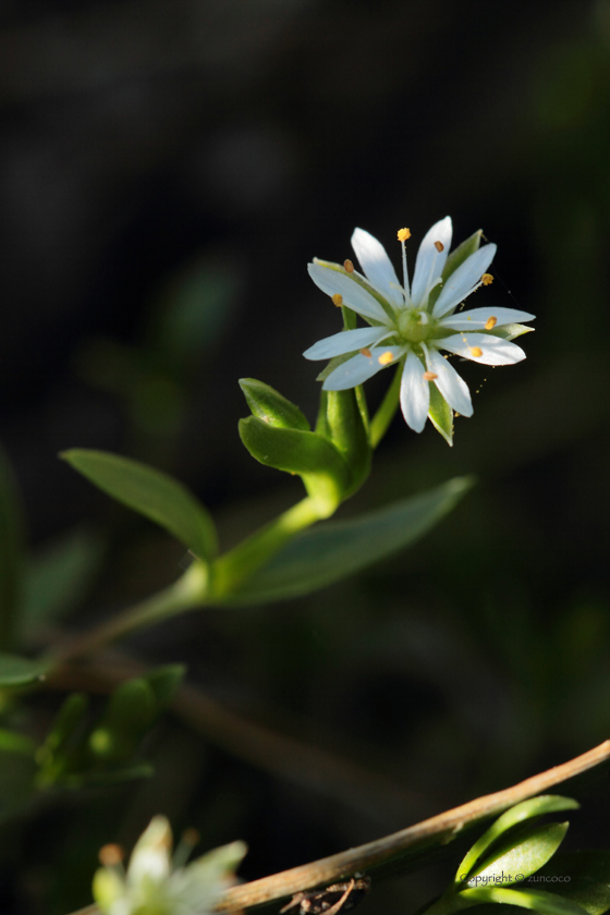 エゾハコベ花