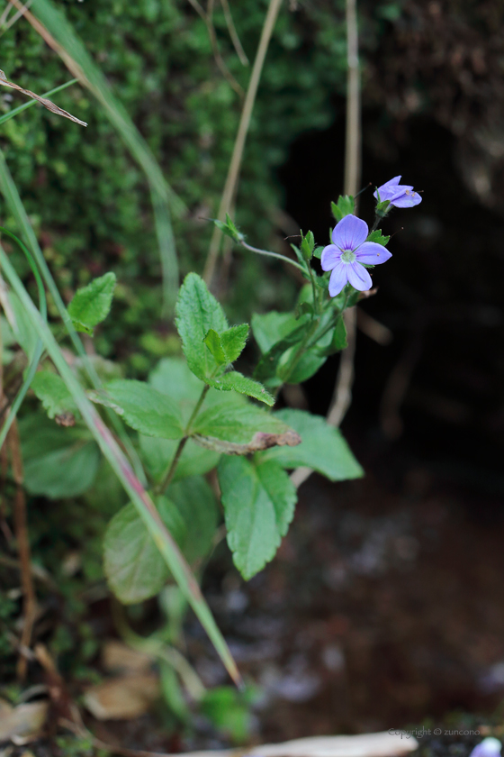 エゾヒメクワガタ花拡大