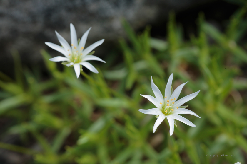 エゾイワツメクサ花