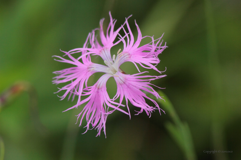 エゾカワラナデシコ花