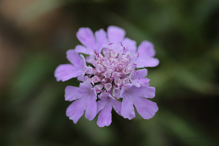 エゾマツムシソウ花