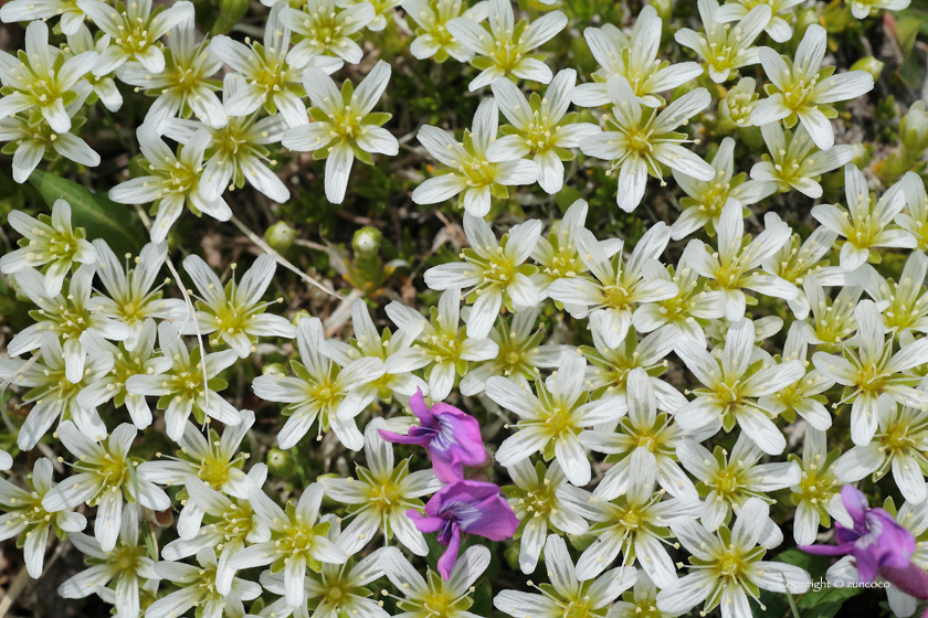 エゾミヤマツメクサ花