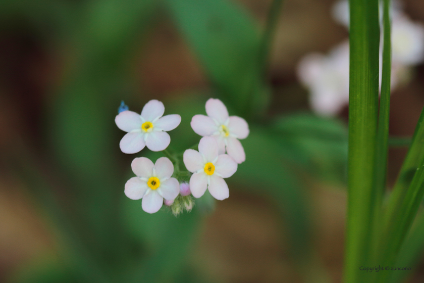 エゾムラサキ花