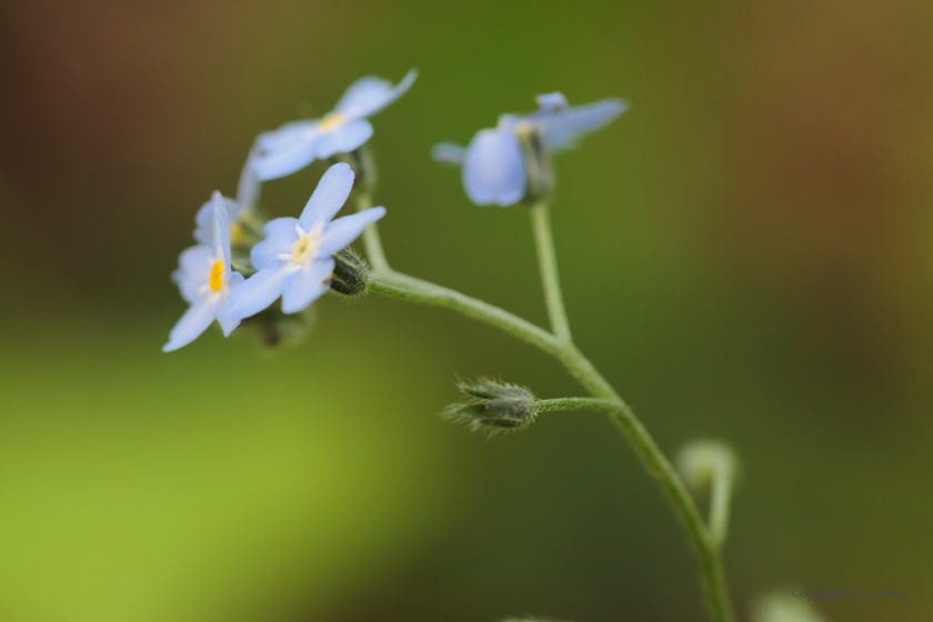 エゾムラサキ花