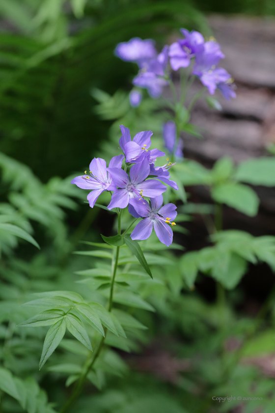 エゾノハナシノブ花