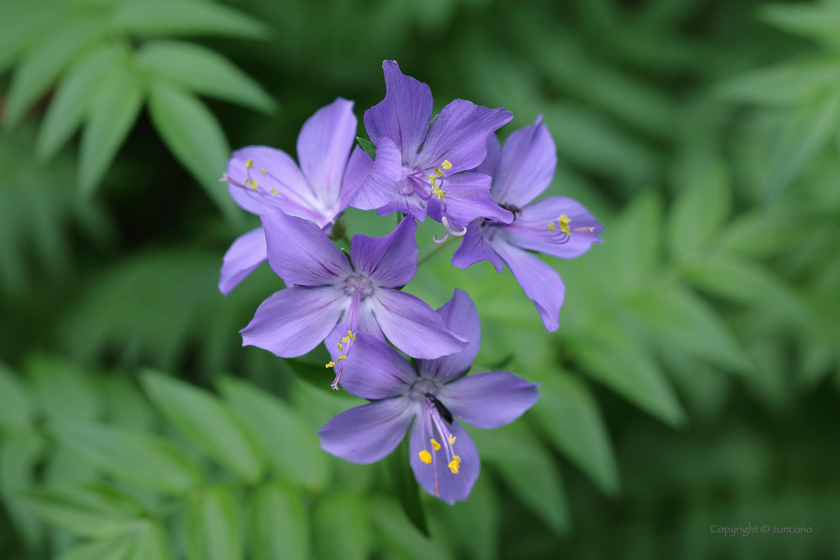 エゾノハナシノブ花序