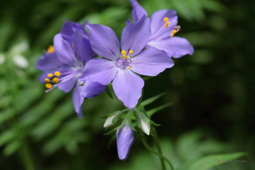 エゾノハナシノブ花