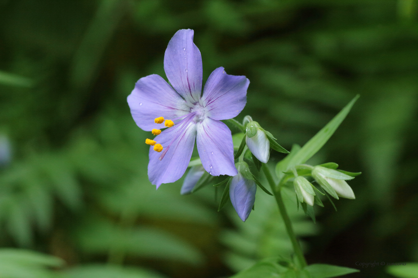 エゾノハナシノブ花