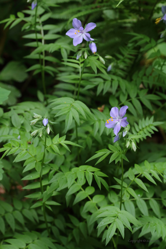 エゾノハナシノブ葉＆花