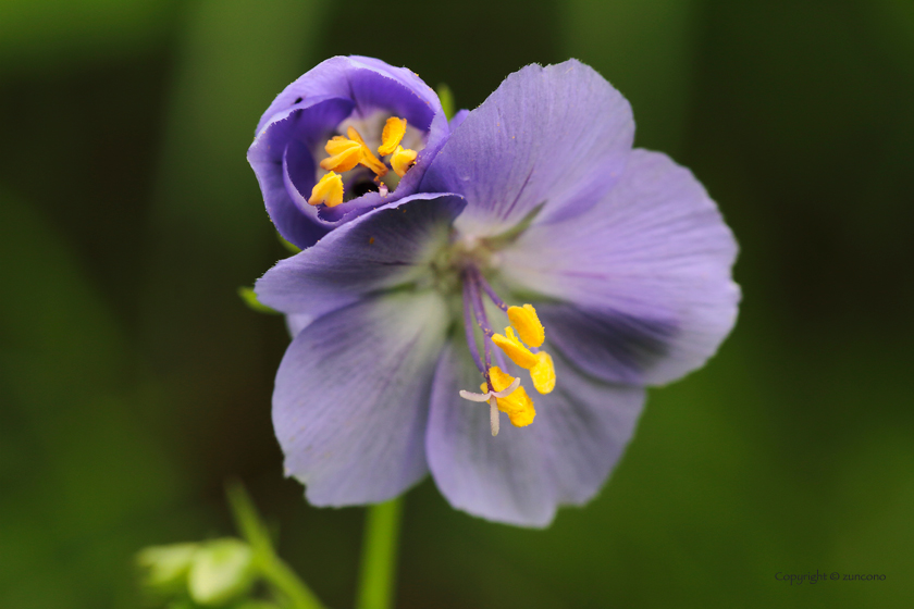 エゾノハナシノブ花