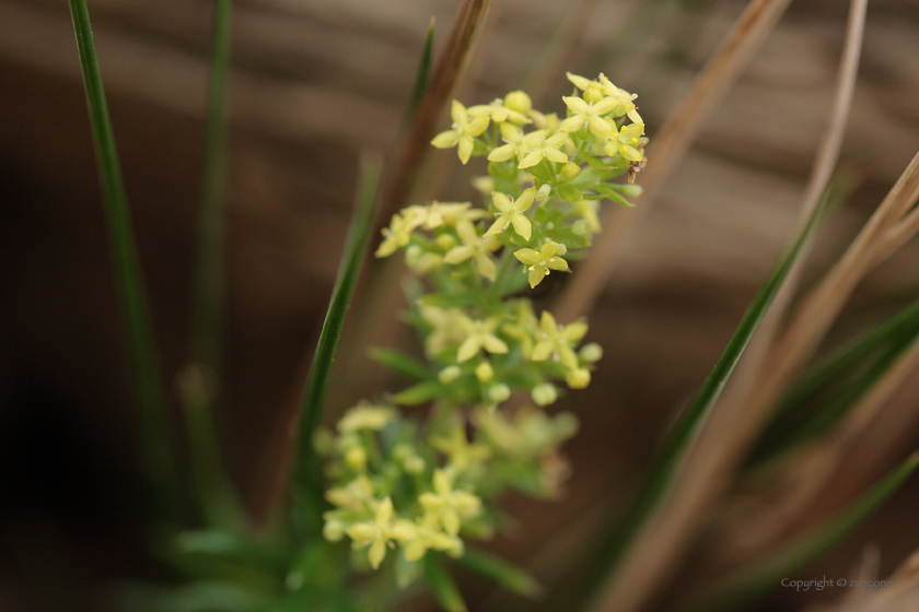 エゾノカワラマツバ花