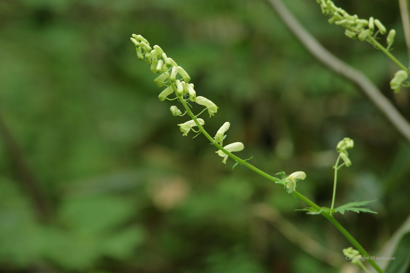 エゾノレイジンソウ花序