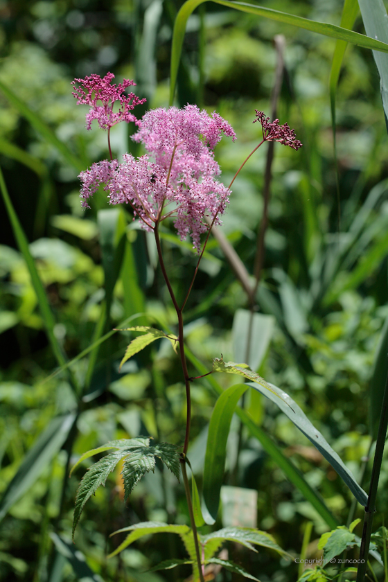 エゾノシモツケソウ花序