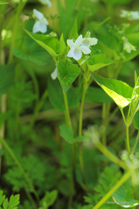 エゾノタチツボスミレ白花系