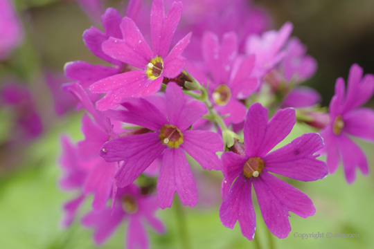 エゾオオサクラソウ長花柱花