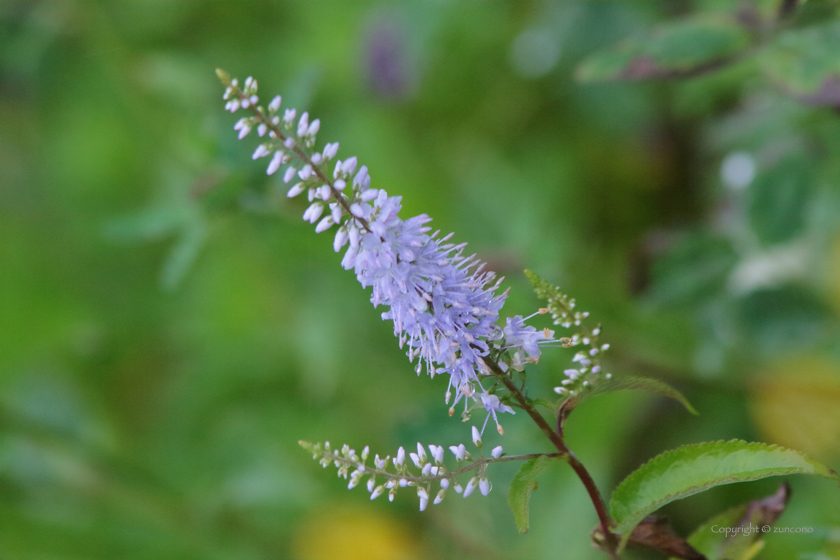 エゾルリトラノオ花序