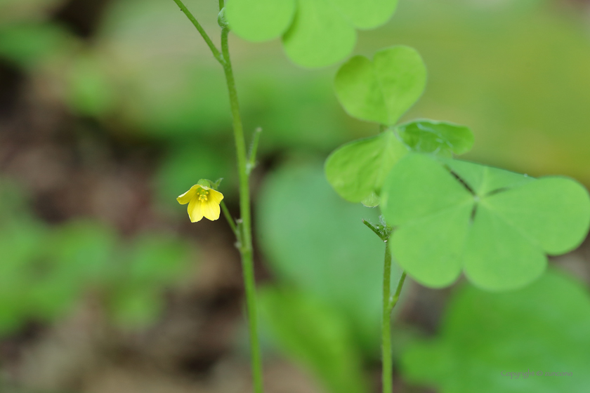 エゾタチカタバミ花