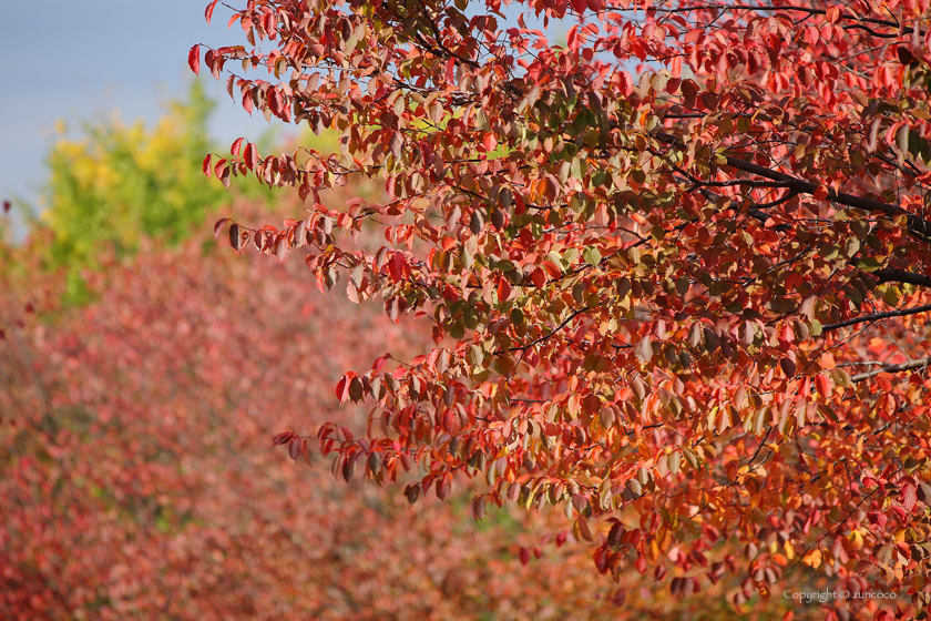 エゾヤマザクラ紅葉