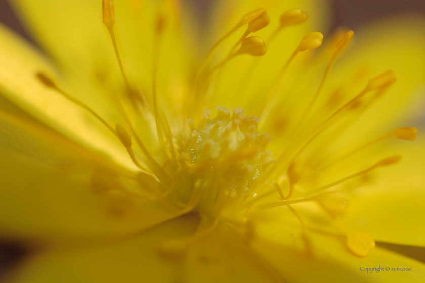 フクジュソウ花拡大