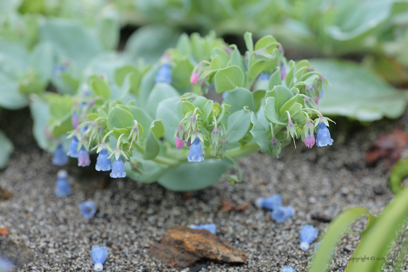 ハマベンケイソウ花序