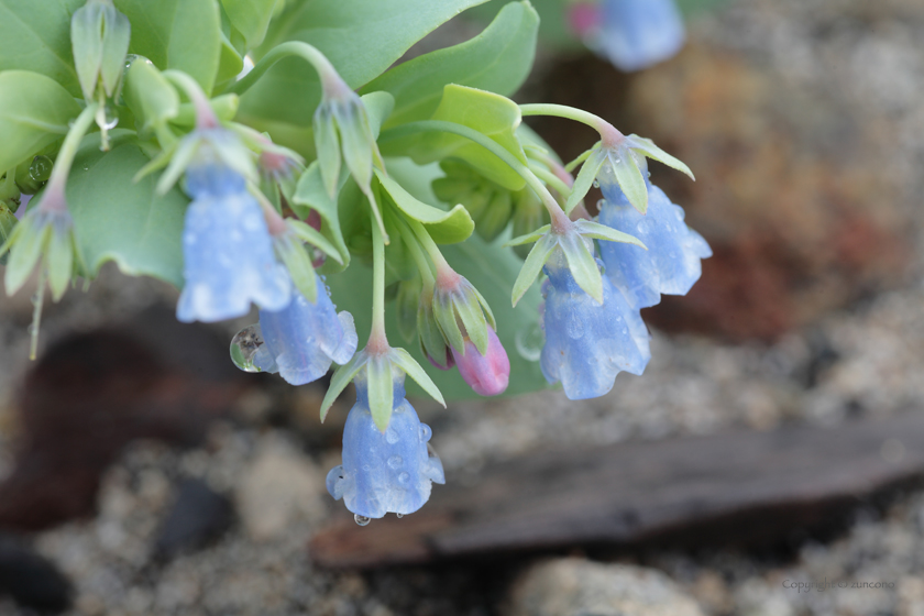 ハマベンケイソウ花