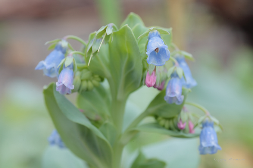 ハマベンケイソウ花