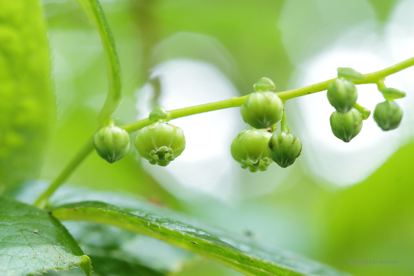 ハナヒリノキ花拡大