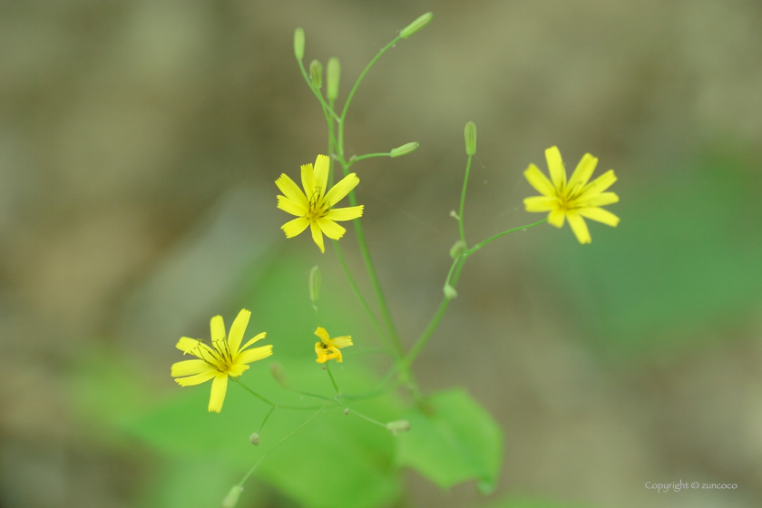 ハナニガナ花拡大