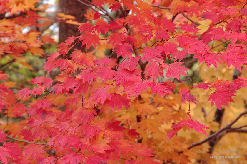 ハウチワカエデ紅葉