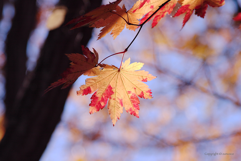 ハウチワカエデ紅葉