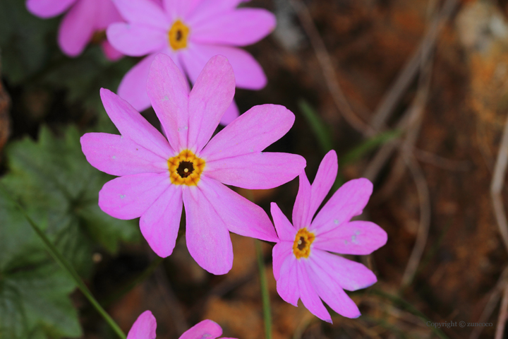 ヒダカイワザクラ長花柱花