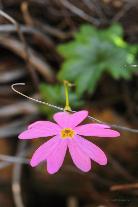 ヒダカイワザクラ短花柱花