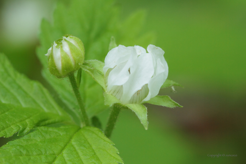 ヒメゴヨウイチゴ花拡大