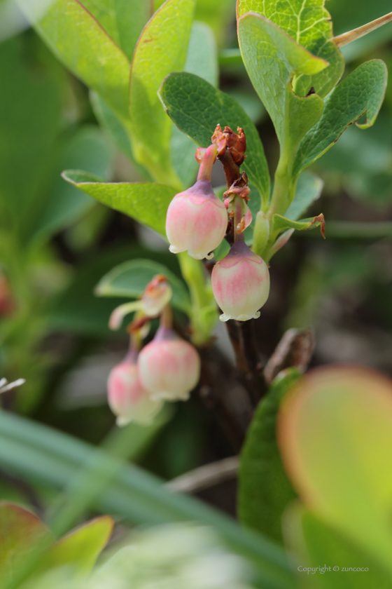 ヒメクロマメノキ花拡大