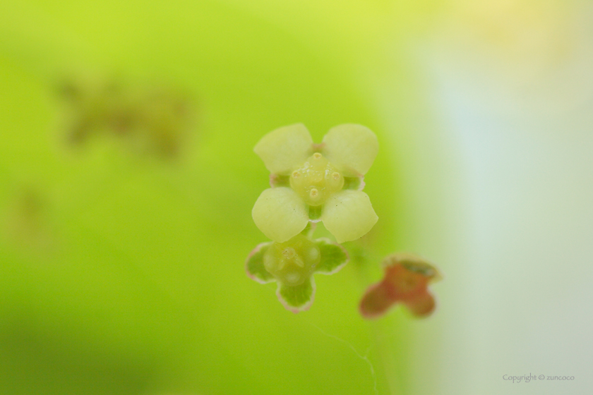 ヒロハツリバナ花拡大