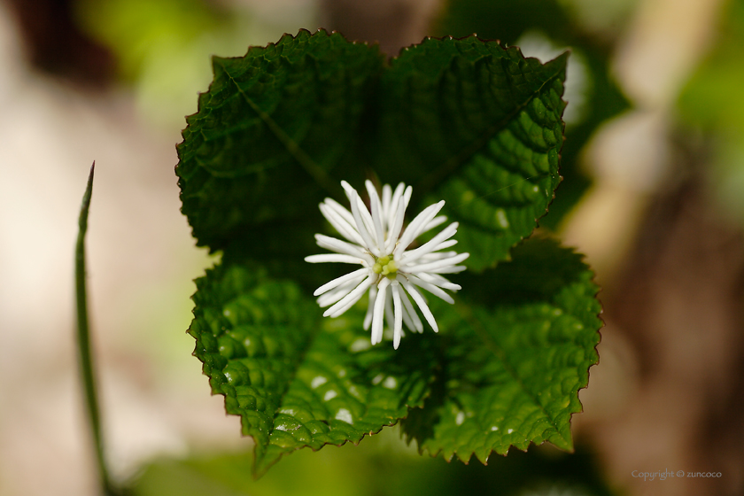 ヒトリシズカ花拡大