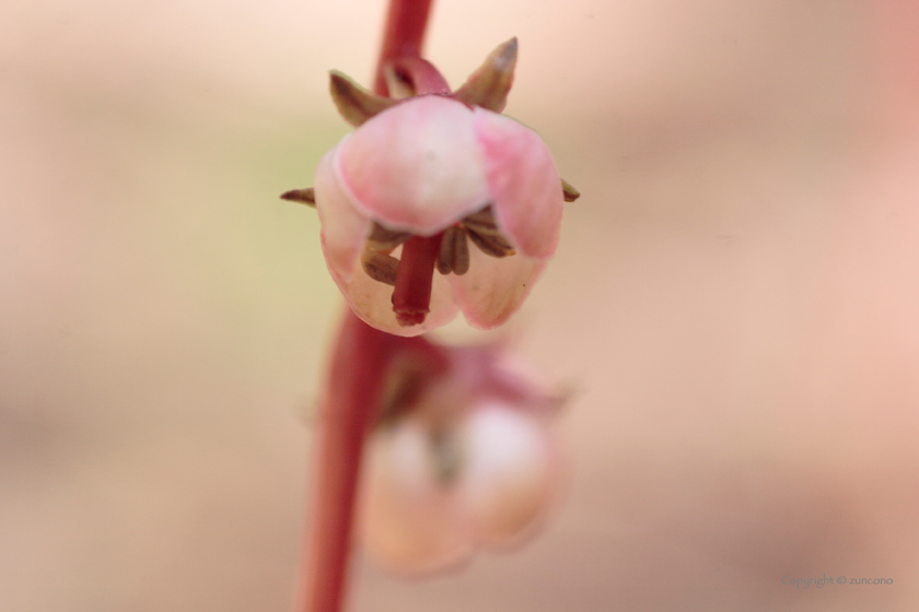 ヒトツバイチヤクソウ花