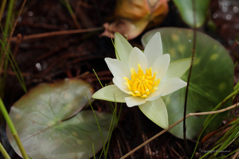 ヒツジグサ花拡大