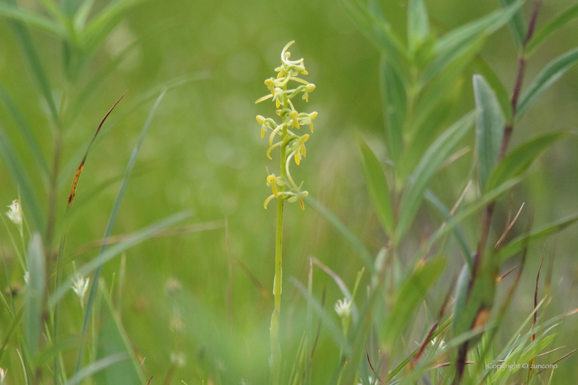 ホソバノキソチドリ花茎