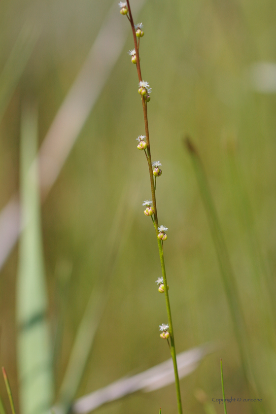 ホソバノシバナ花茎