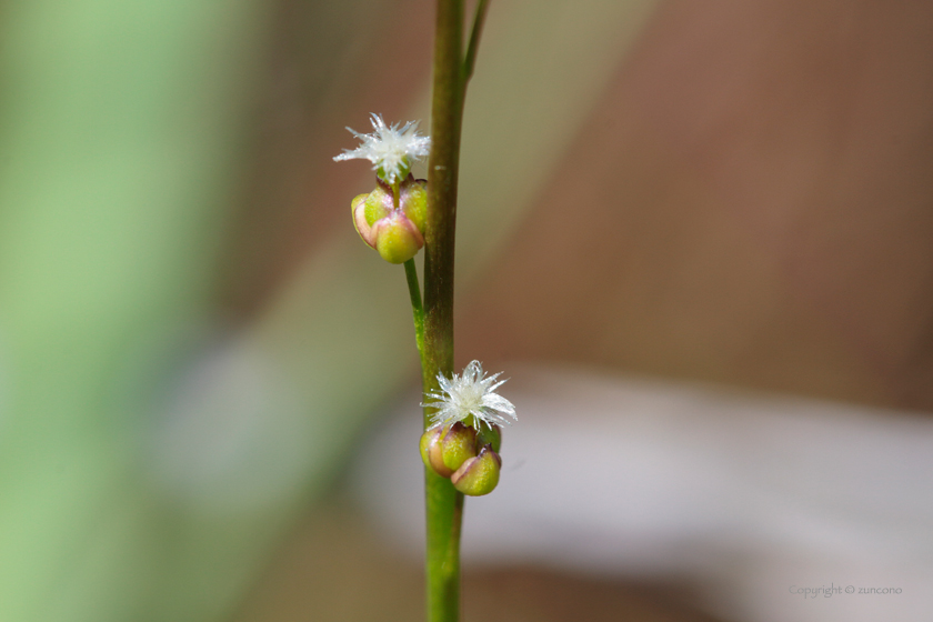 ホソバノシバナ花序